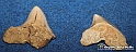 VBS_9564 - Museo Paleontologico - Asti